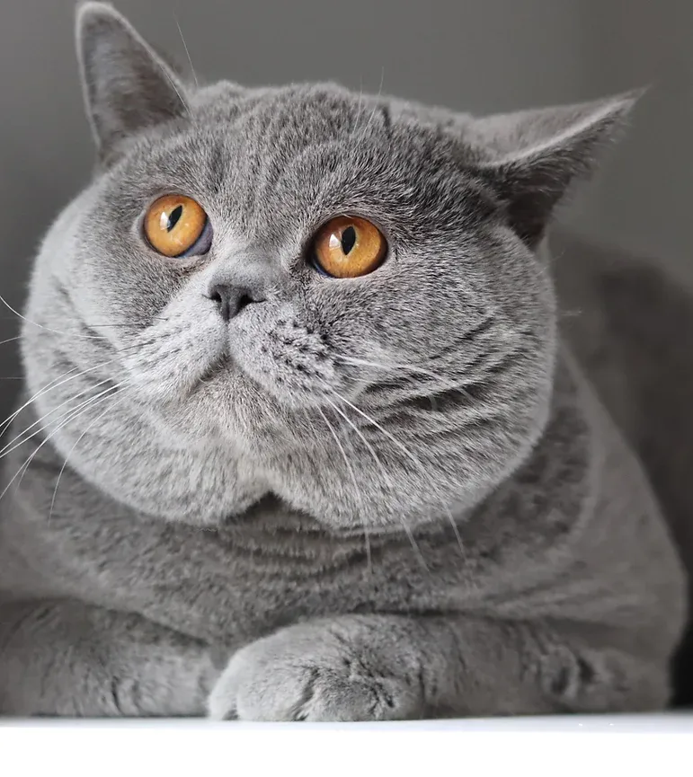 British Shorthair Breeder In Nashville, TN US Logo