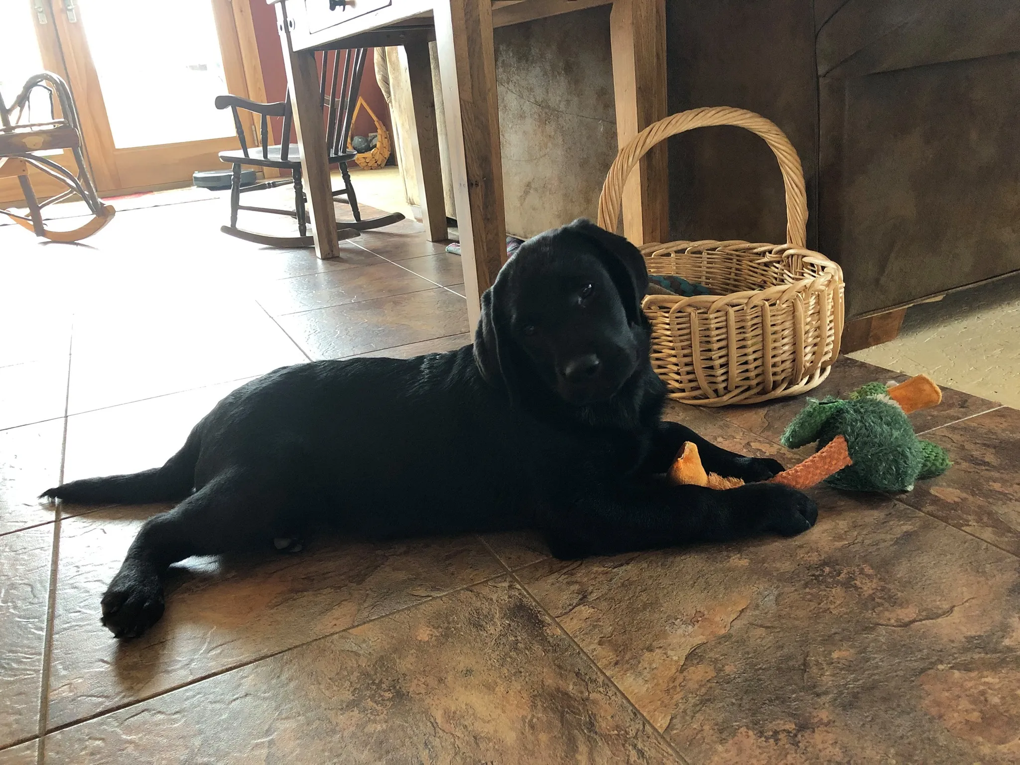 Labrador Retriever Breeder In Allendale, MI US Logo