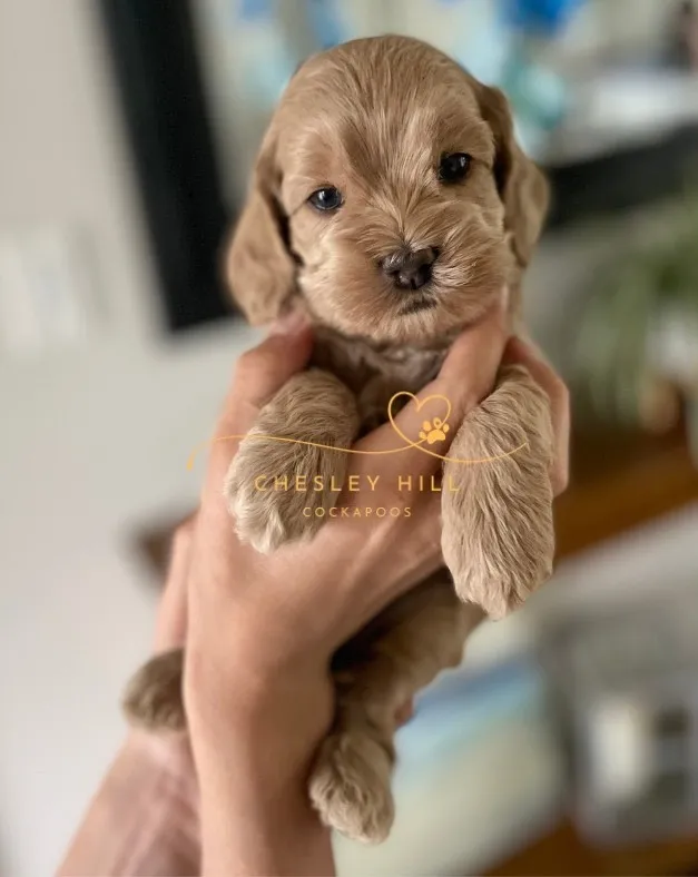 Cute Cockapoo puppy