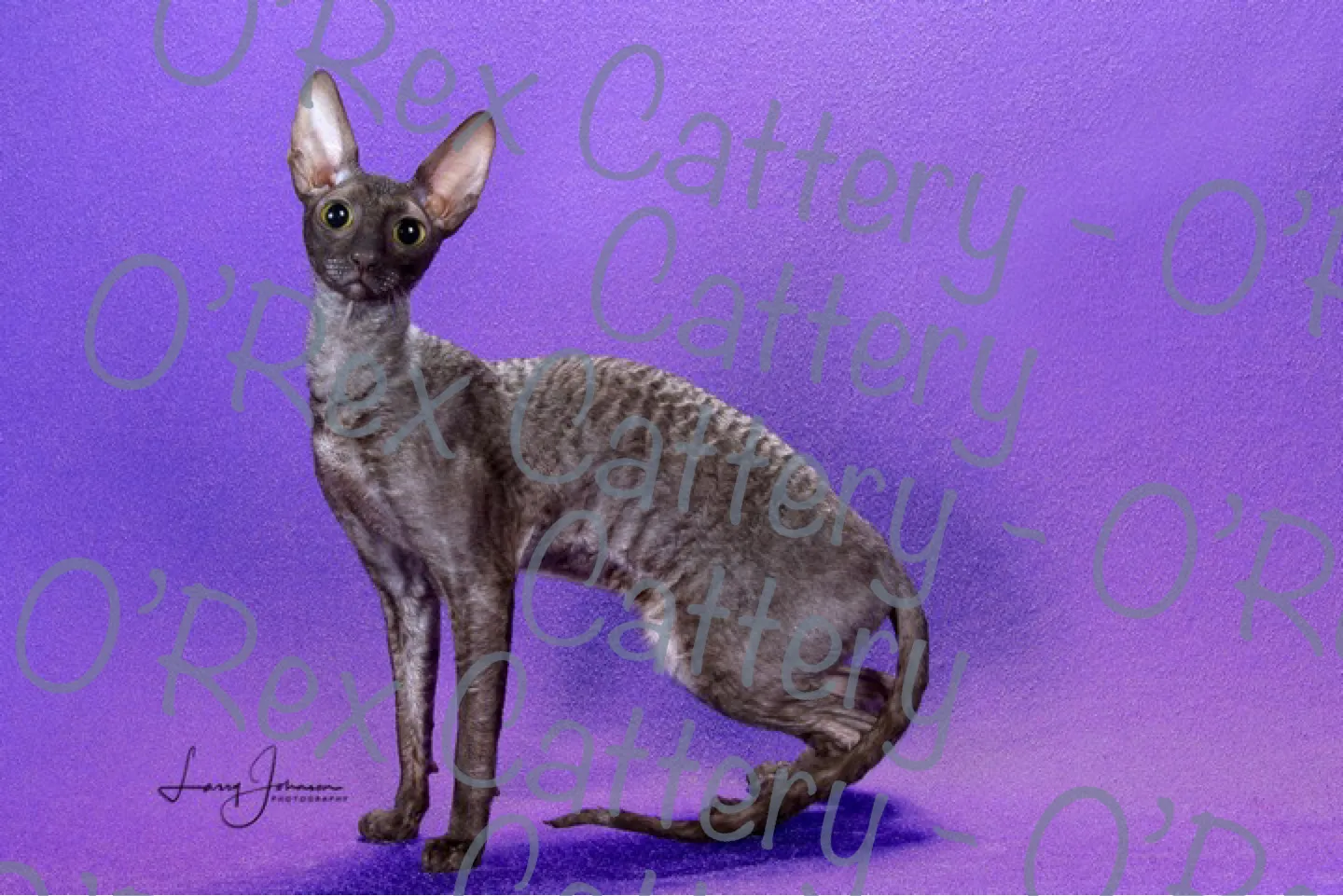 Experience pure bliss with Cornish Rex as depicted in this adorable snapshot. Posted by O'Rex Cattery.