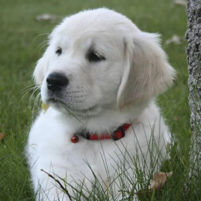 Discover the irresistible charm of Golden Retriever in this endearing snapshot. Posted by Mapleleaf Goldens.