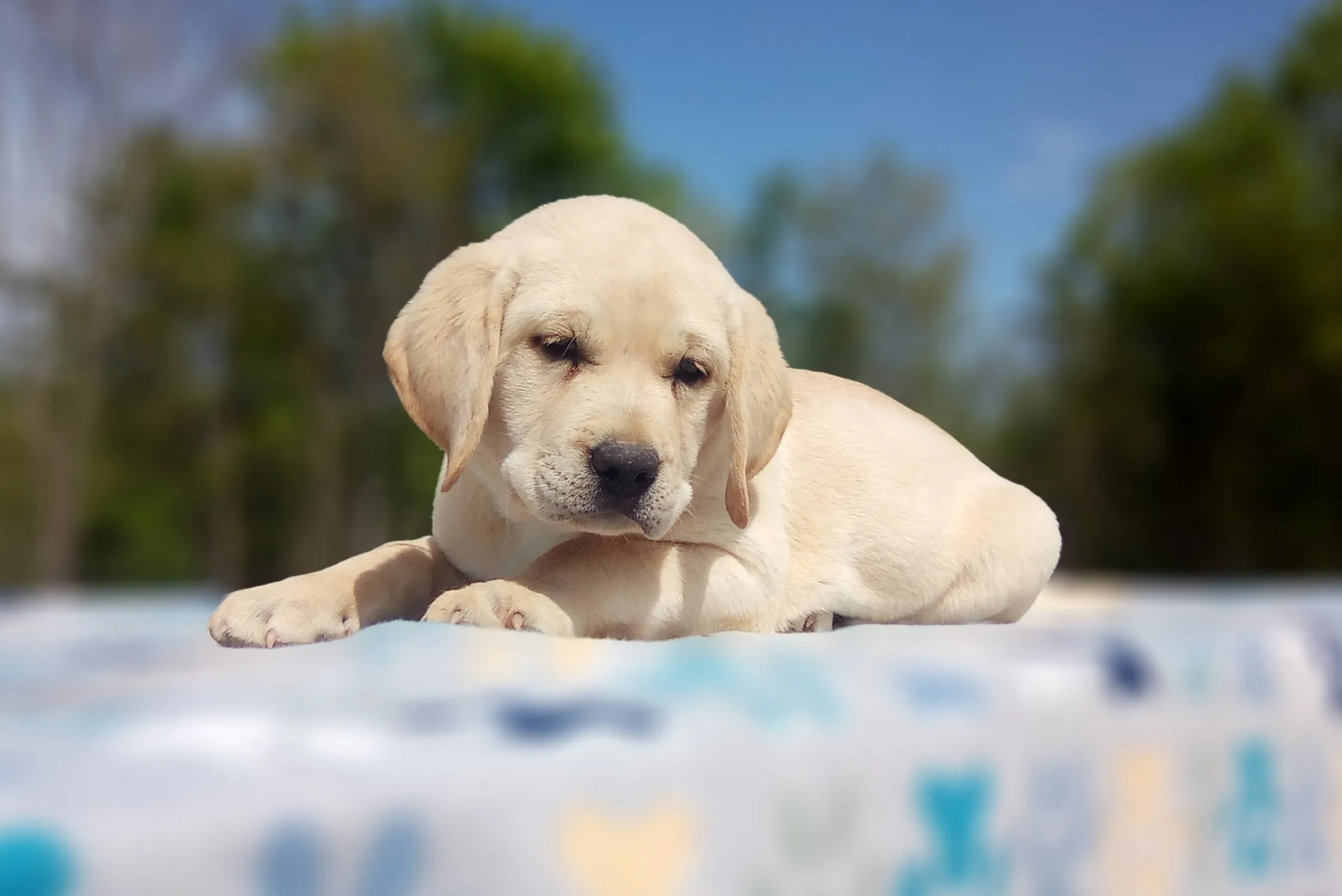 Labrador Retriever Breeder In Hurricane Mills, TN US Logo