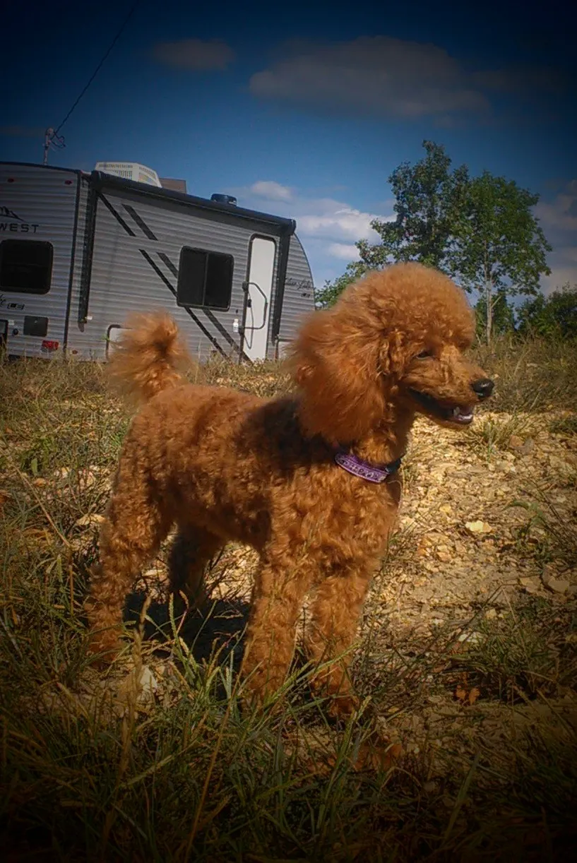 Toy Poodle Breeder In Hurricane Mills, TN US Logo