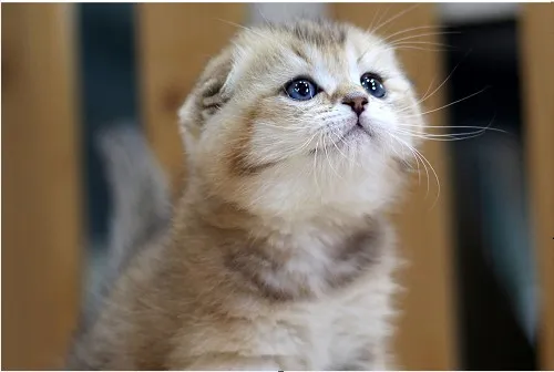 Scottish Fold Cattery Logo