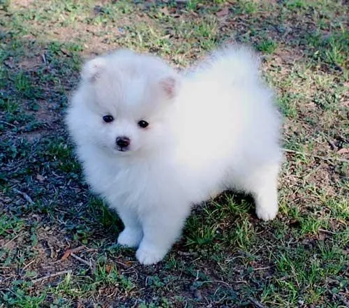 Pomeranian Breeder In Medina, WA US Logo