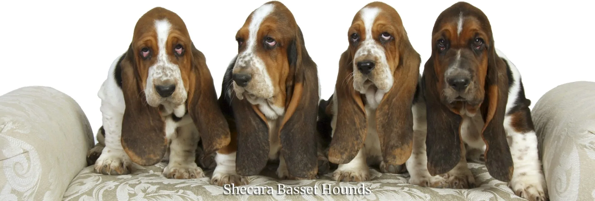 Shecara Basset Hounds Logo