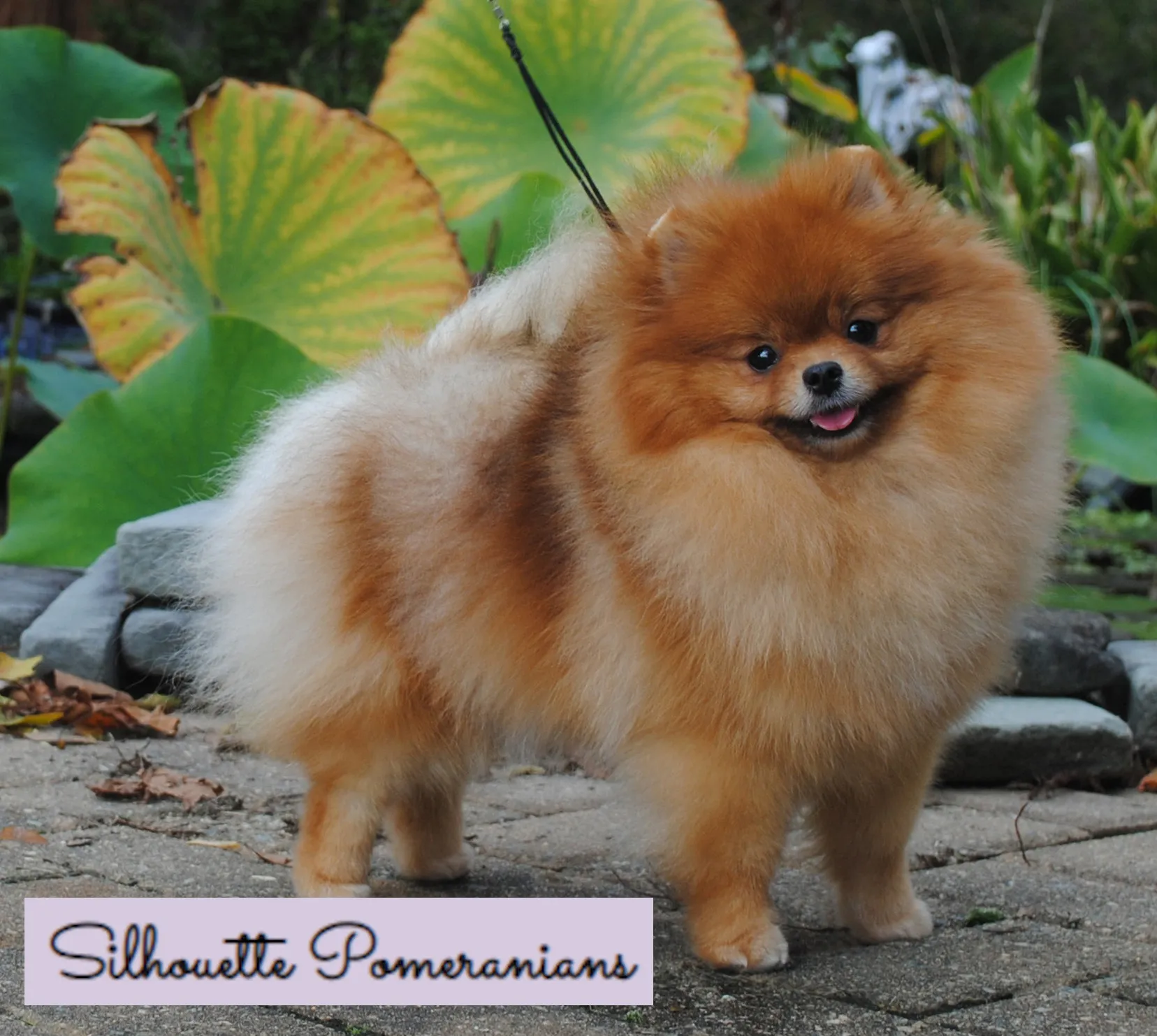 Silhouette Pomeranians Logo