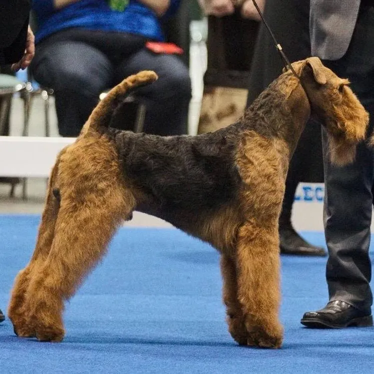 Find Airedale Terrier at Singing Hills Kennel