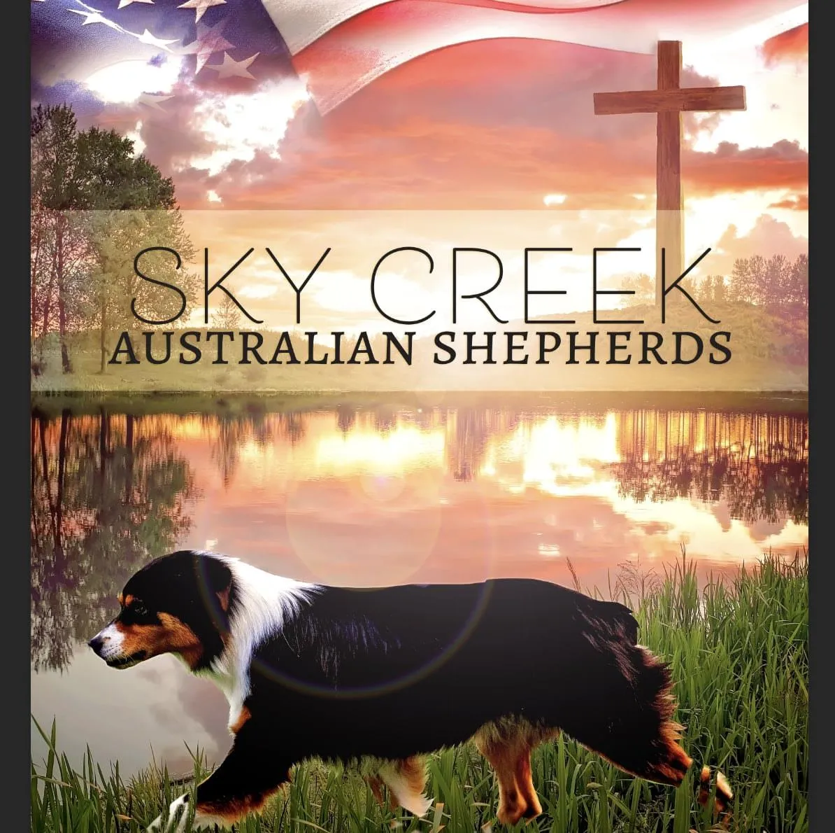 Find Australian Shepherd at Sky Creek Australian Shepherds