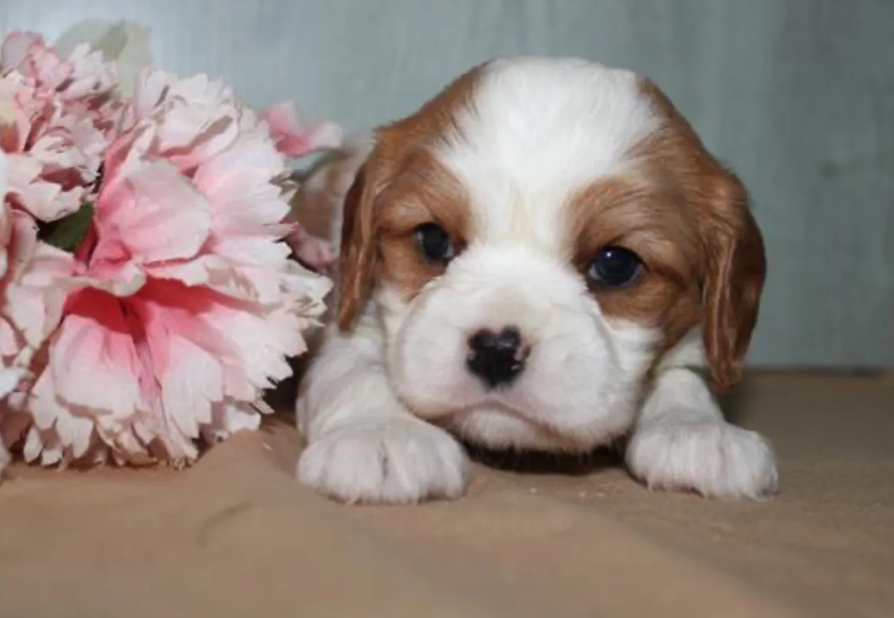 Unleash the true beauty of Cavalier King Charles Spaniel in this captivating picture. Posted by World Class Cavaliers.