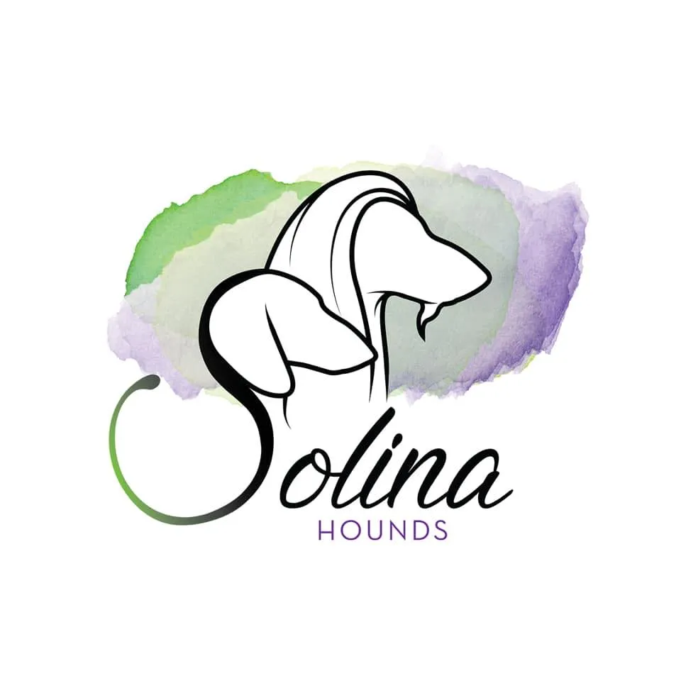 Find Afghan Hound at SOLINA HOUNDS