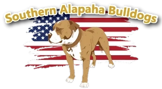 Find Alapaha Blue Blood Bulldog at Southern Alapaha Bulldogs