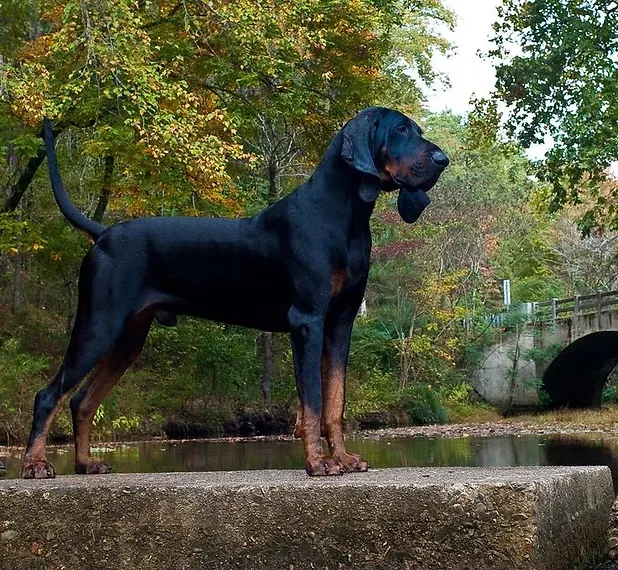 Black and Tan Coonhound Breeder In Pearcy, AR US Logo