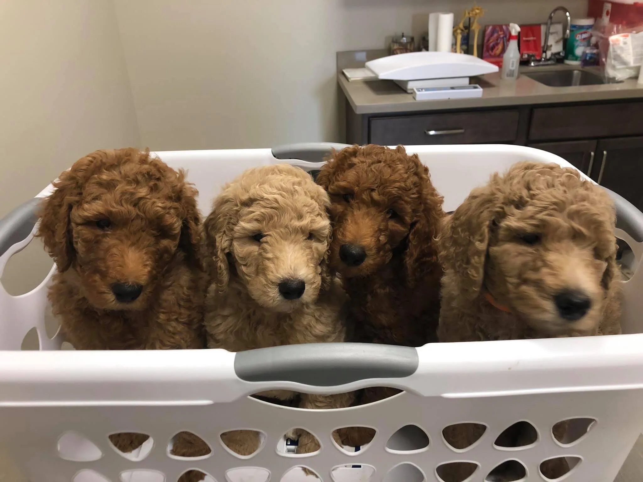 Poodle (Standard) Breeder In Martinsville, IN US Logo