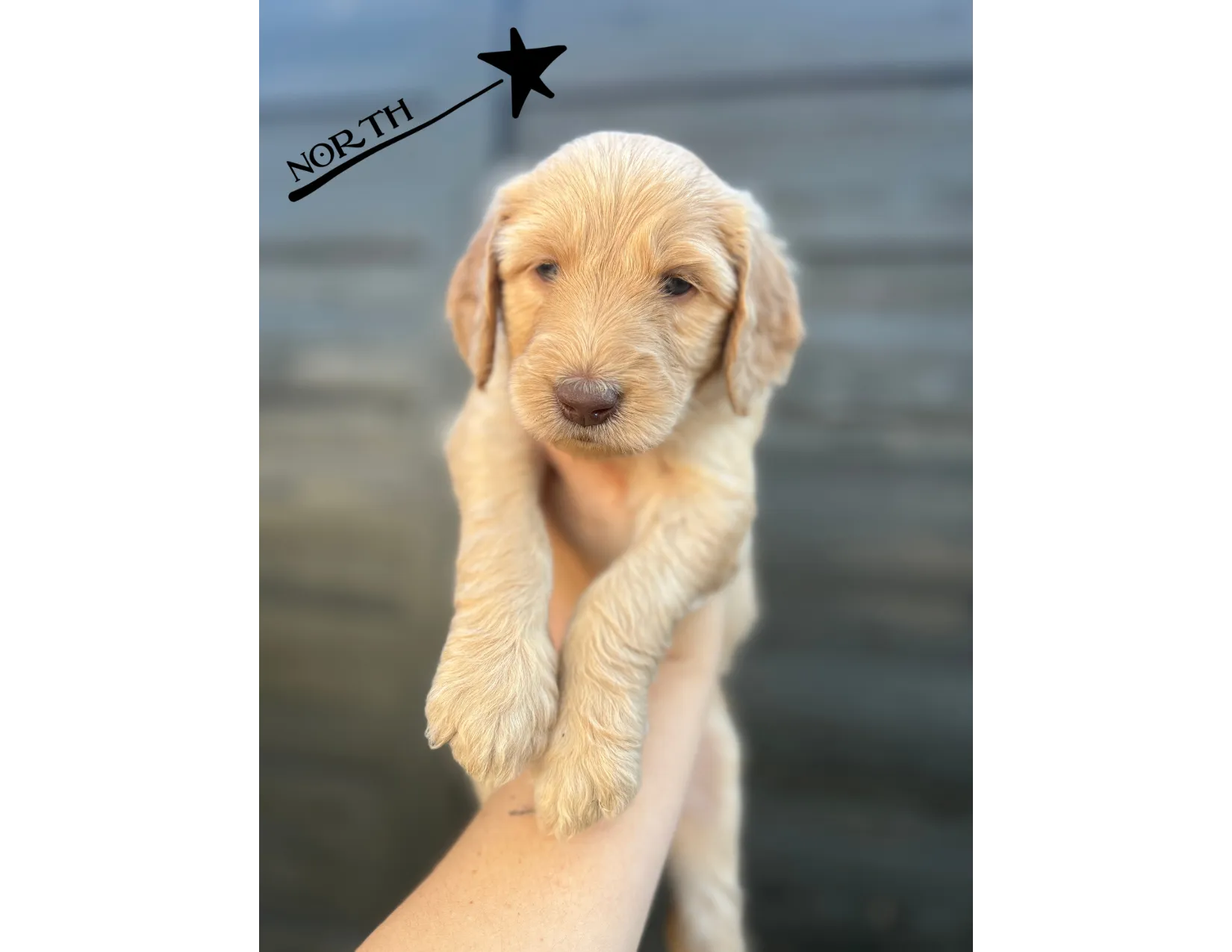 The elegance and grace of Goldendoodle effortlessly portrayed in this stunning photograph. Posted by Twilight Doodles.