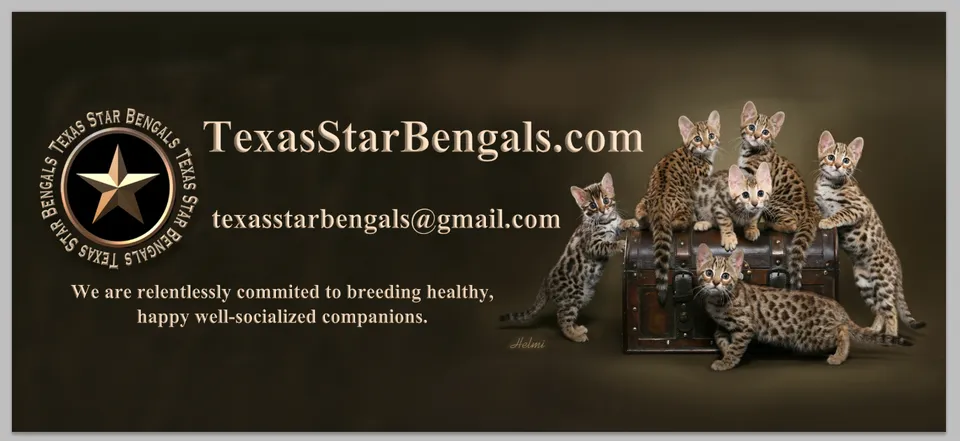 Bengal Breeder In Lavon, TX US Logo