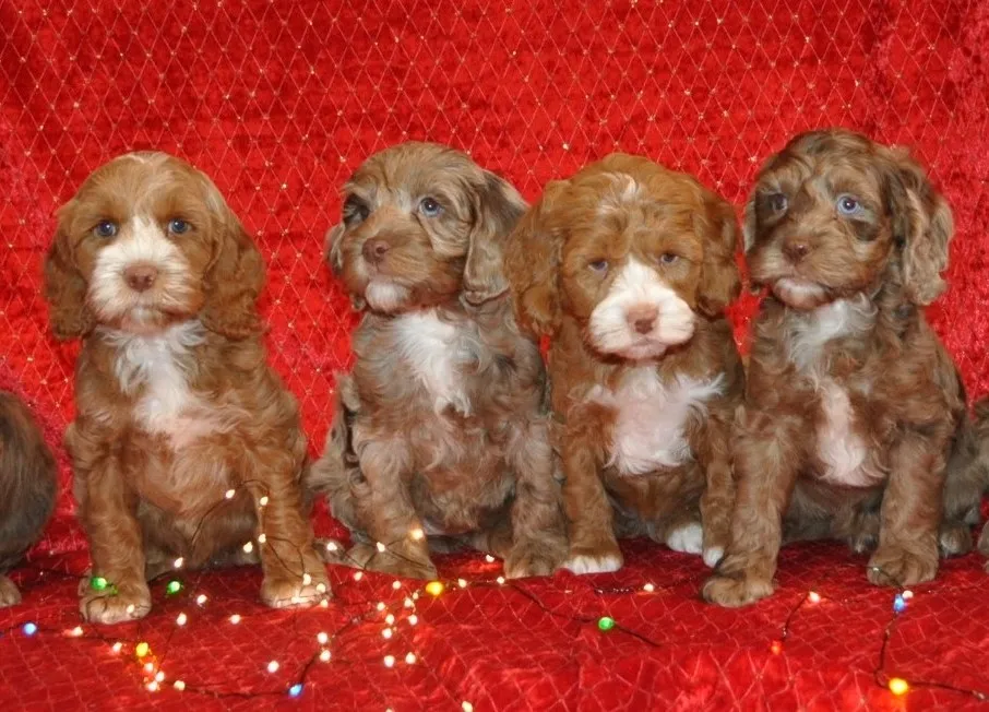 Cockapoo Breeder In Victorville, CA US Logo