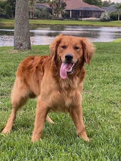 Golden Retriever Breeder In St. Augustine, FL US Logo