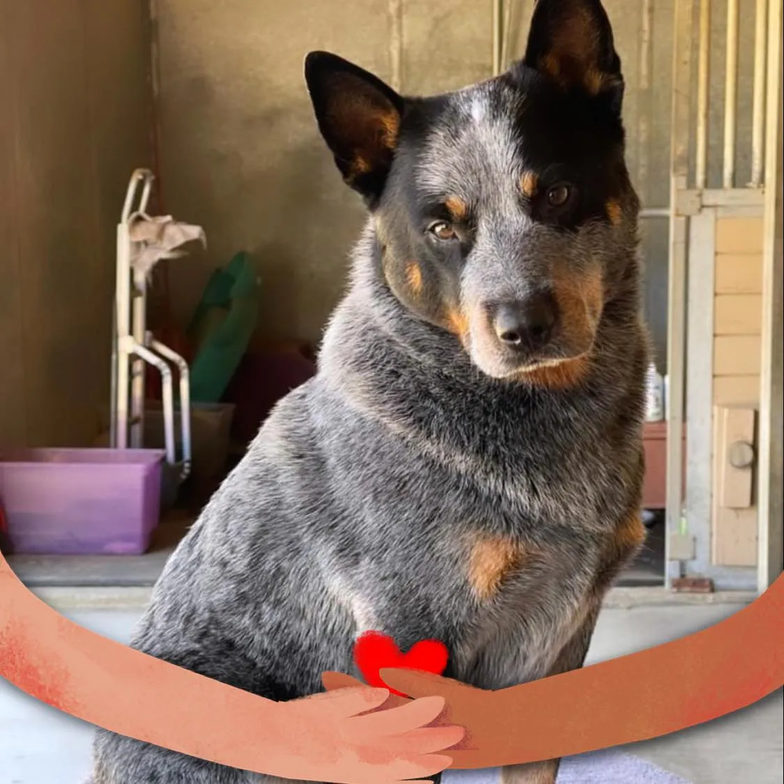 Find Australian Cattle Dog at Tin Roof Australian Cattle Dogs