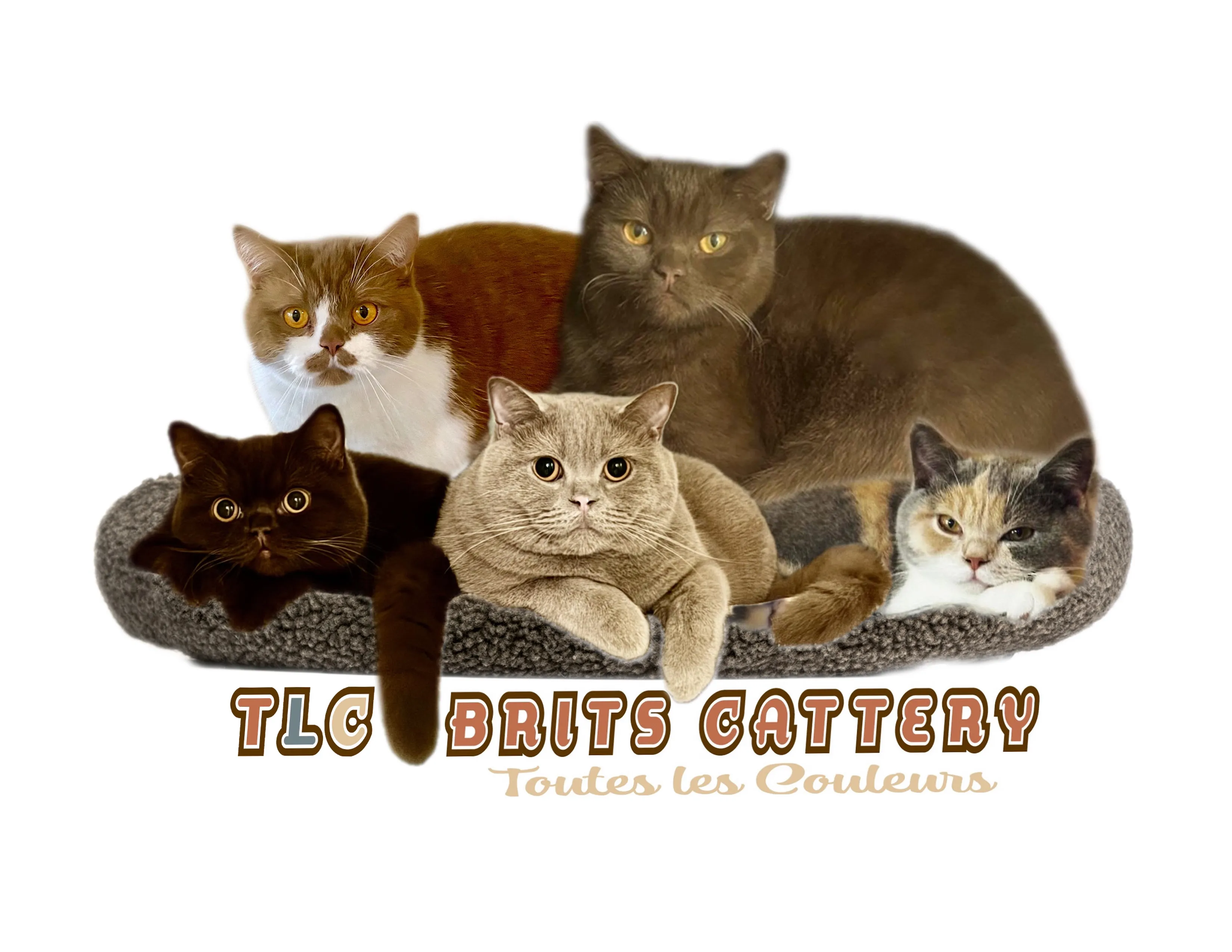 British Shorthair Breeder In Sacramento, CA US Logo