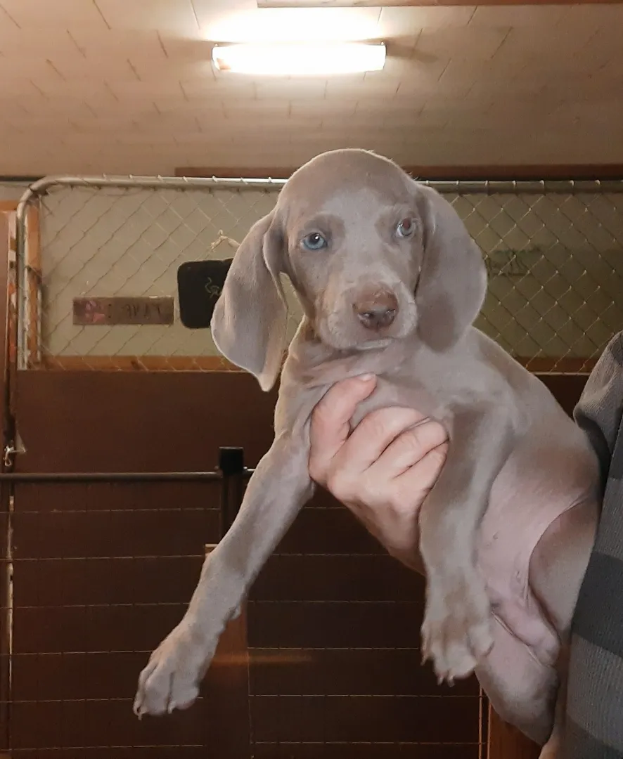 Weimaraner Breeder In Milton, FL US Logo