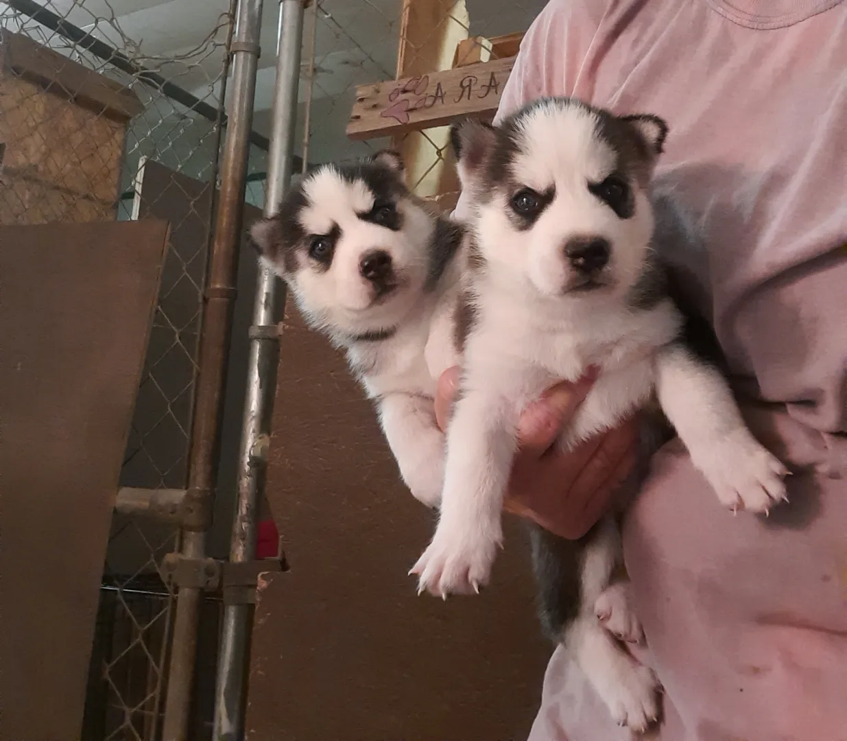 Siberian Husky Breeder In Milton, FL US Logo