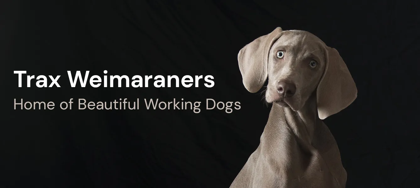 Trax Weimaraners Logo