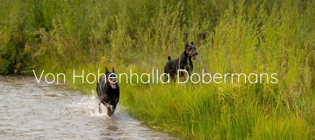 Doberman Pinscher Breeder In Fairburn, GA US Logo