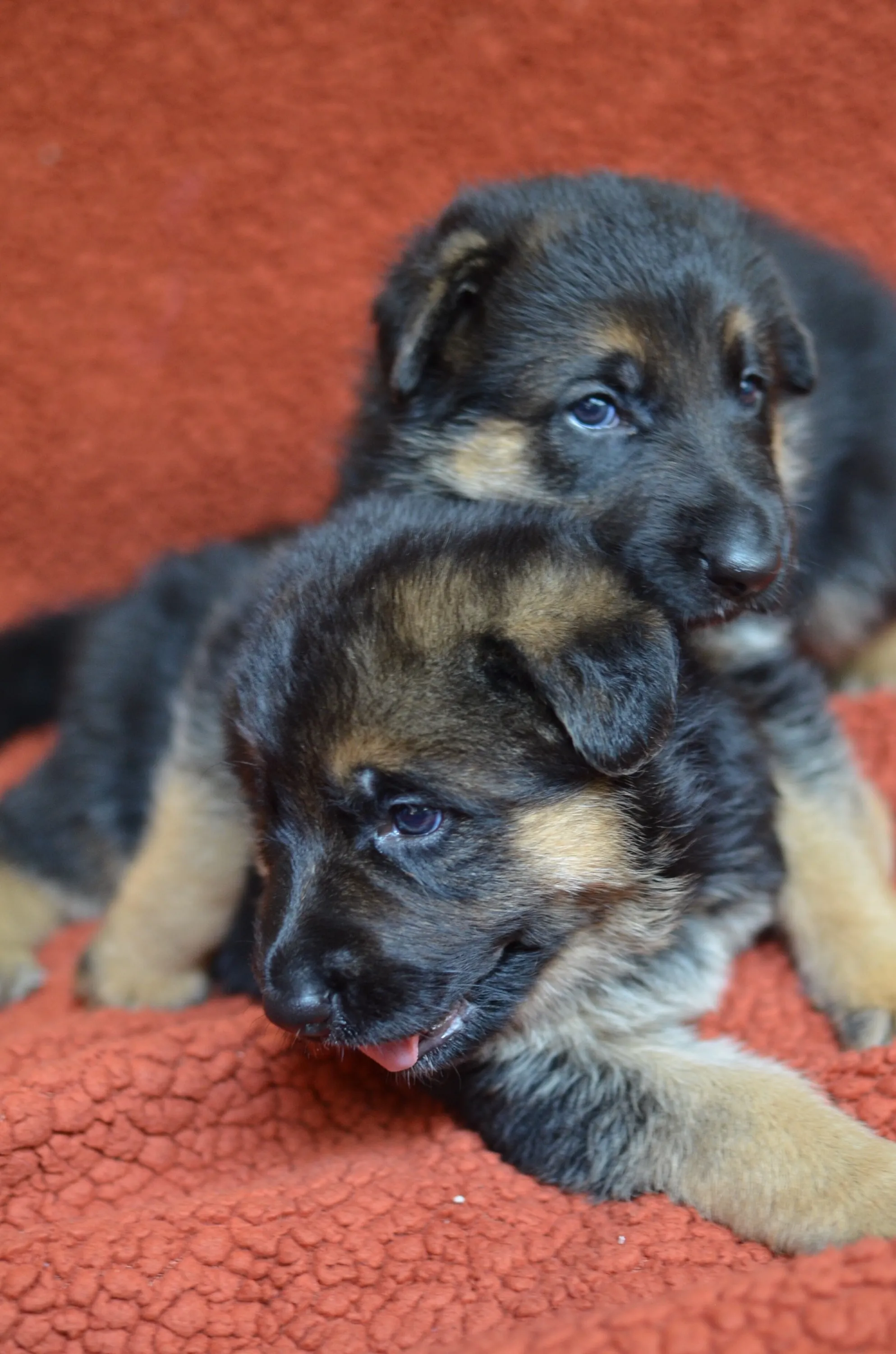 German Shepherd Breeder In Statham, GA US Logo