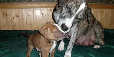 Catahoula Bulldog Breeder In Wheatland, WY US Logo