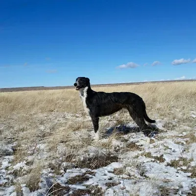 American Staghound Breeder In Wheatland, WY US Logo