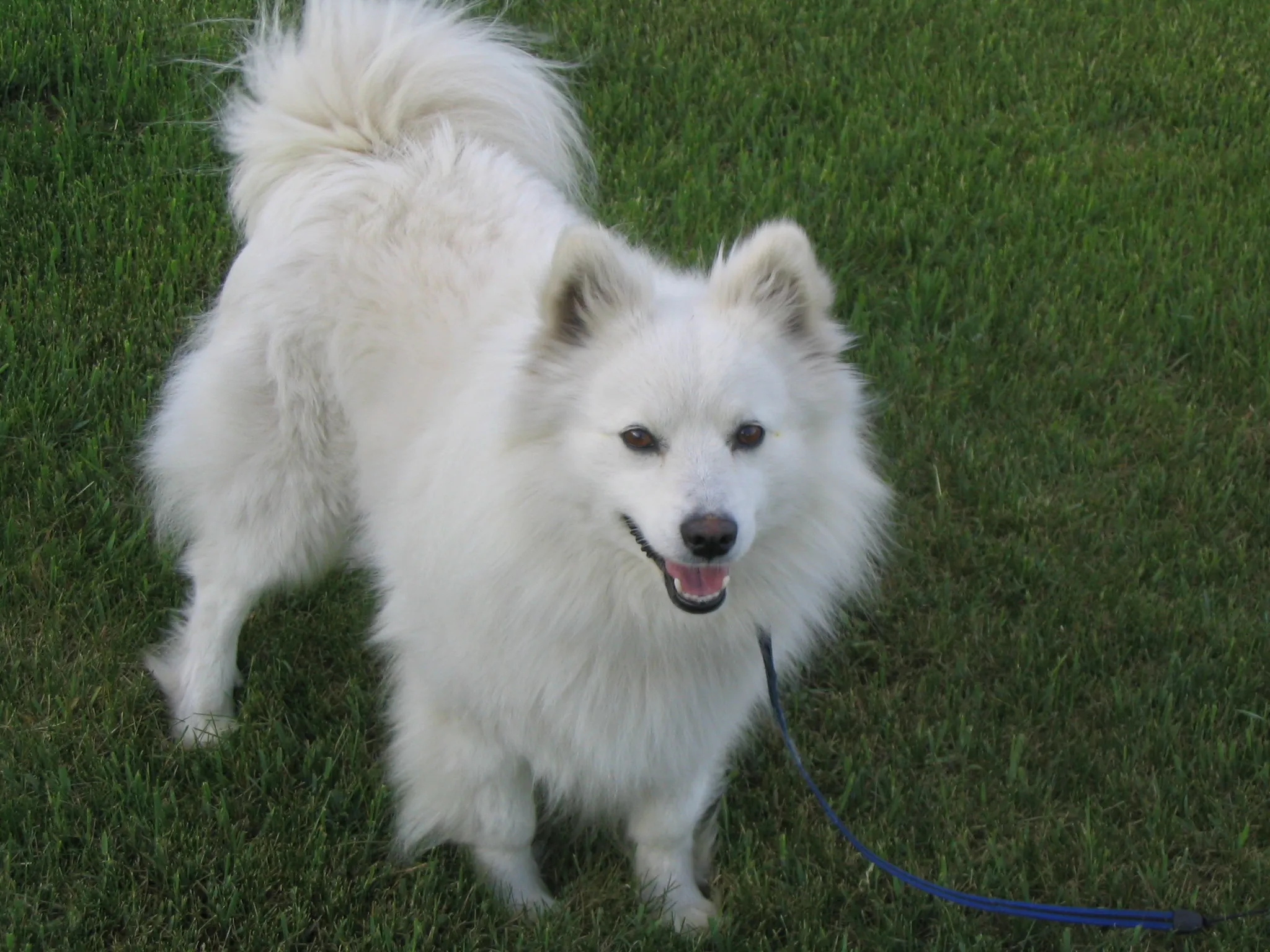 Find American Eskimo Dog (Toy, Miniature, Standard) at White Phantom Kennels