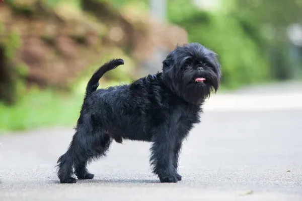 Find Affenpinscher at Wiggly Tails Affenpinschers