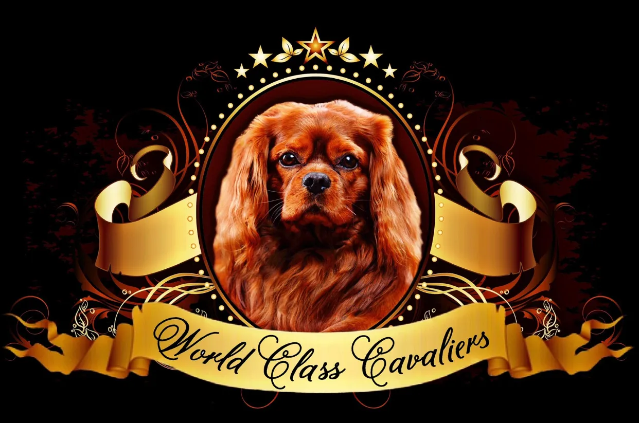 Cavalier King Charles Spaniel Breeder In Miami, FL US Logo