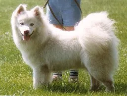 Find American Eskimo Dog (Toy, Miniature, Standard) at Wright's American Eskimos