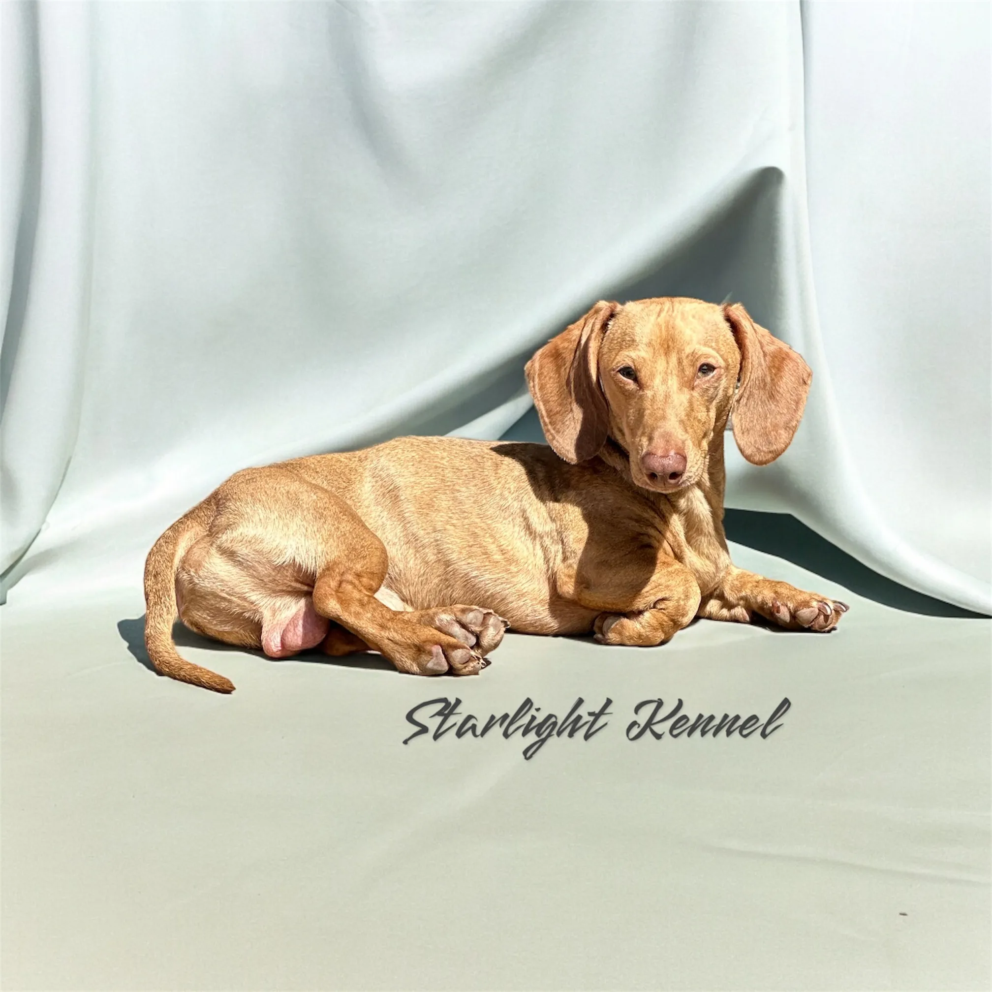 Get ready to be mesmerized by the enchanting beauty of Dachshund in this captivating image. Posted by Angela Baumhover.