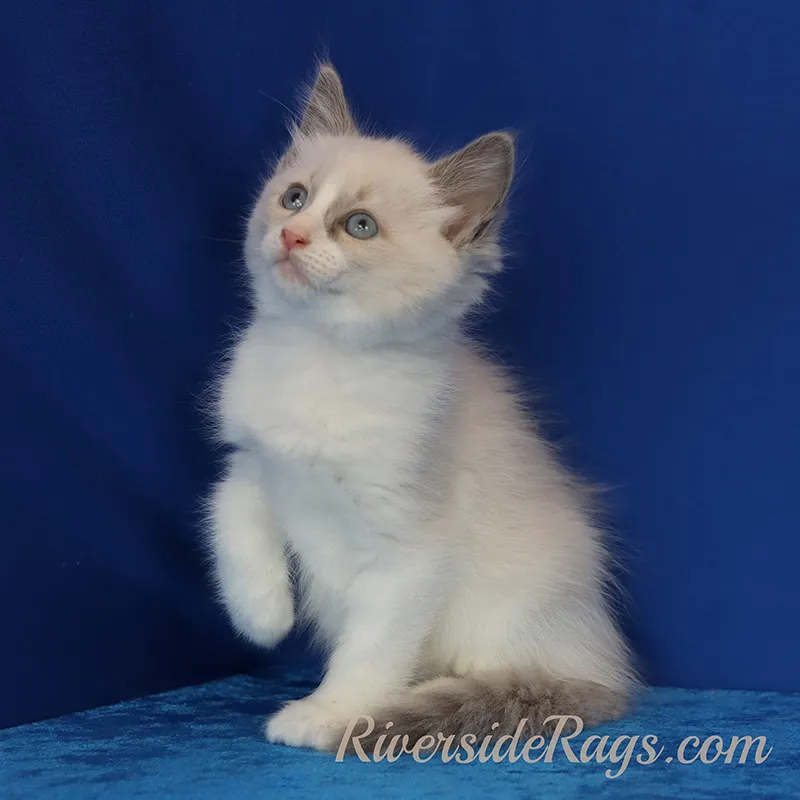 Discover the captivating charm and charisma of Ragdoll in this endearing snapshot. Posted by Riverside Rags.