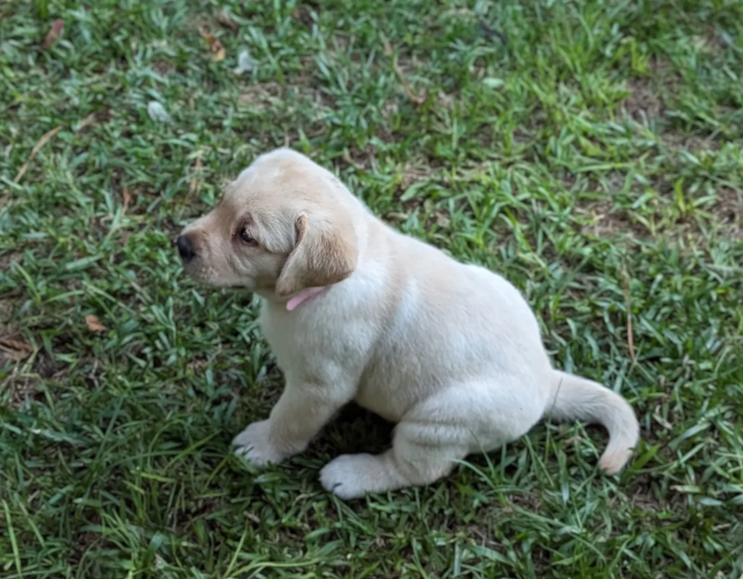 yellow female