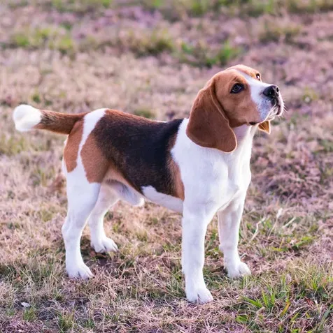 Meet Natasha, the Sweet Strawberry, a stunning and affectionate Beagle from KanD Beagles. She enjoys exploring the scents of our farm, radiating warmth and charm. Natasha's accolades include winning Best In Specialty Show in Houston and achieving a top 20 ranking among all Beagles in the US in 2019. This exceptional girl captivates hearts with her remarkable qualities.