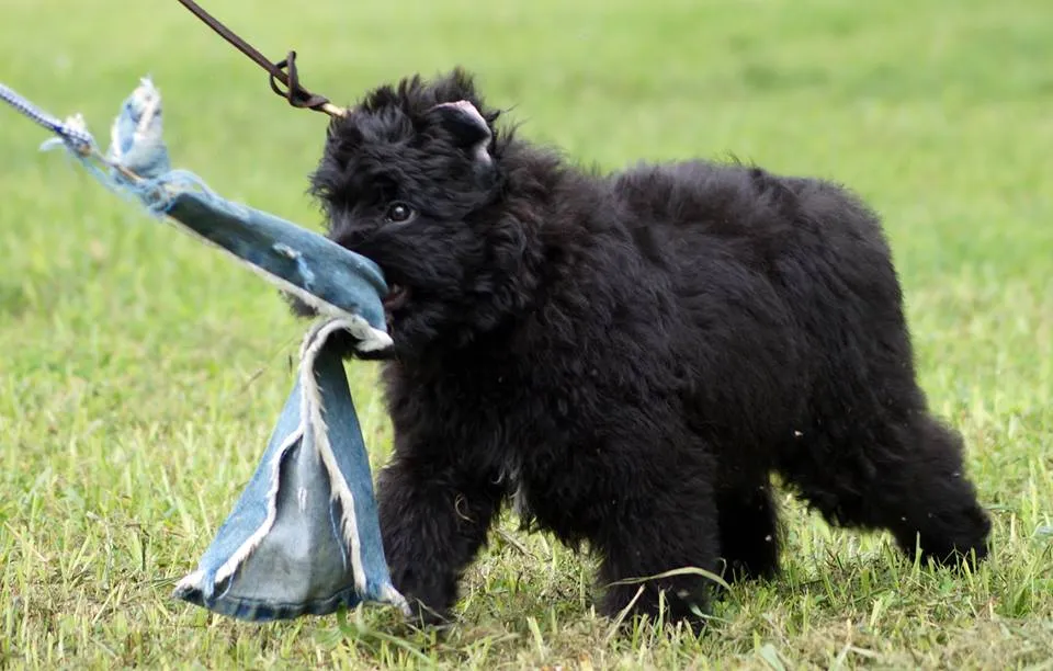 Capture a glimpse of the regal and dignified presence of Bouvier des Flandres in this stunning photograph. Posted by Bajoron Bouvier des Flandres.