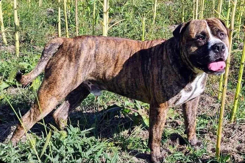 Experience the cuddly cuteness of Alapaha Blue Blood Bulldog in this heartwarming snapshot. Posted by F. F. Fox'SFarm of ALAPAHA BLUE BLOOD BULLDOGS.