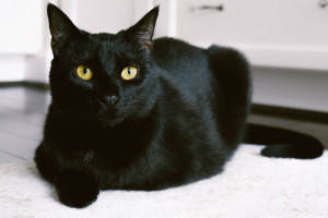 Meet the Sleek and Sophisticated Bombay - Learn about their affectionate personality and unique black coat, and find responsible breeders to bring home this playful and intelligent cat!