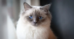 Discover the Elegant Birman Cat - Learn about their silky coat and enchanting blue eyes, and find responsible breeders to bring home this loving and loyal feline companion!