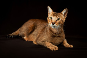 Say hello to this gorgeous Chausie! Known for their loyalty and intelligence, these cats make wonderful companions. Learn more about the Chausie breed and find a breeder on our website today.