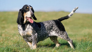 Meet the Basset Bleu de Gascogne - A loyal and affectionate hound with a keen nose! Browse our list of reputable breeders to bring home your new furry companion