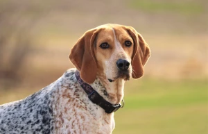 Experience the thrill of the hunt with the American English Coonhound - a versatile and hardworking breed! Find your new hunting partner from our list of reputable breeders.