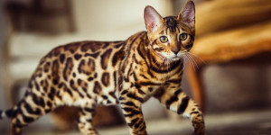 Looking for a cat that's as playful as it is stunning? Look no further than the Cheetoh cat! Browse our list of breeders to find your perfect match.