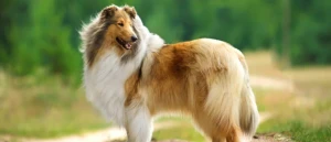 A loyal and intelligent breed, the Collie is a beloved family companion and a skilled herding dog. With their elegant appearance and gentle nature, they make a wonderful addition to any household. Explore our list of reputable Collie breeders and find your new furry best friend today!