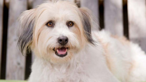 Looking for a lovable lapdog that's easy to train and great with kids? Consider the Cotonese – a charming cross between the Maltese and Coton de Tulear. Browse our list of Cotonese breeders to find your new best friend.
