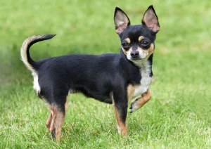 Little dog, big heart - meet the Chihuahua! If you're looking for a loyal and affectionate companion, this breed might just be the perfect fit. Browse our list of Chihuahua breeders to find your new furry friend.